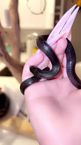 Ohhhhh the nibbles from a king snake are just full of love.                          Please like and follow 🖤 #mexicanblackkingsnake #mbks #snakesofinstagram #gothaesthetic #explorepage #reptilelover #reptilekeeper #reptilelover #fyp #reels #viral #reptilesofinstagram #animallovers #snakesoftiktok #biting #attack #popular #nibbles #mbks #snakes #allblack #reptilesoftiktok #reptiles 