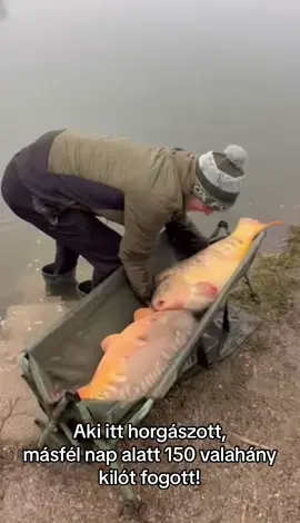 EZ MÁTRAVÍZ 😍🐳🔥 #fish #fishing #fishinglife #carp #horgaszat #matravizhorgaszto #foruyou #foryoupage❤️❤️ #happy #matraviz #beautiful #🙏🏻 #fishingtime #🏝️ #record 
