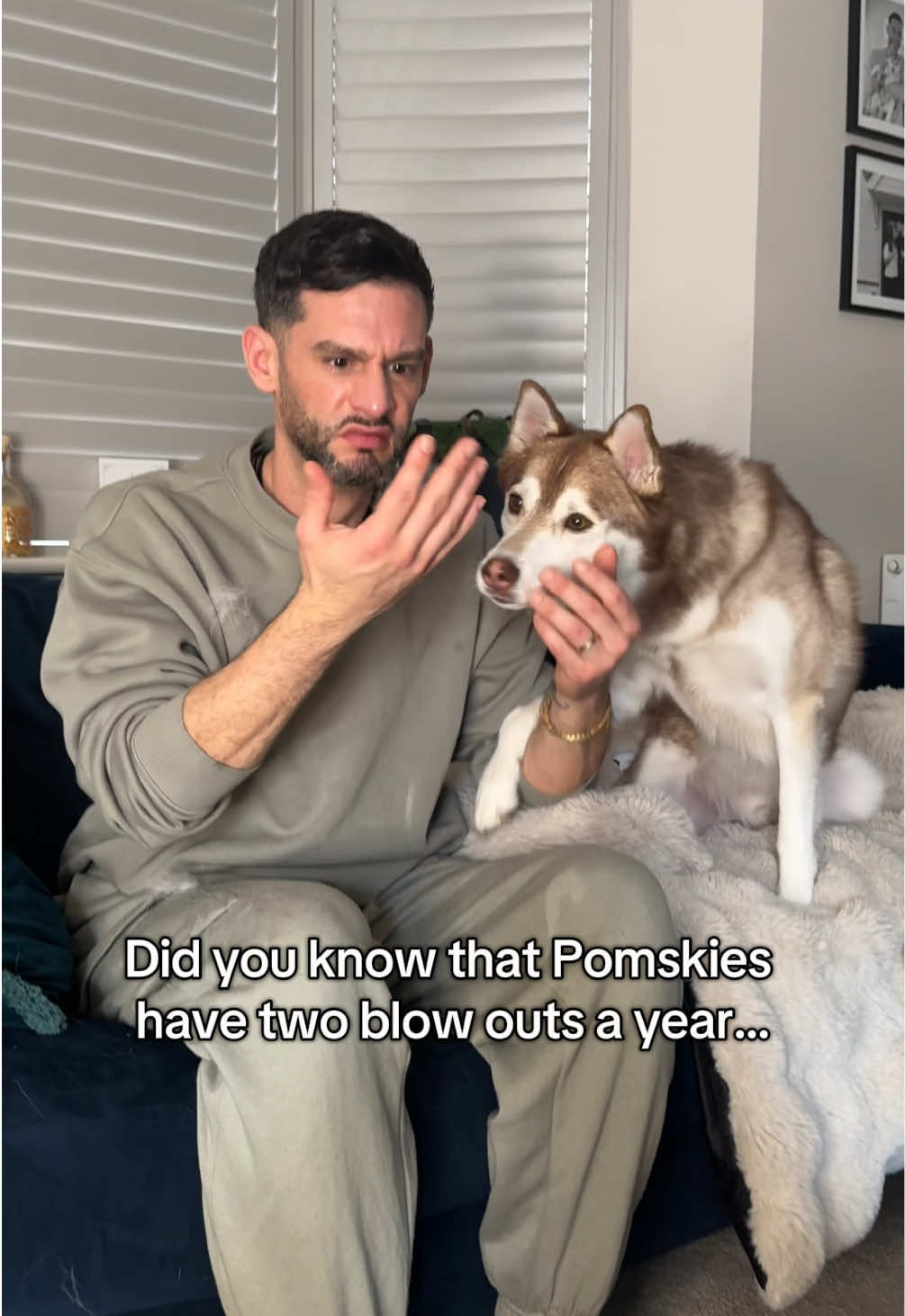 Pomsky hair everywhere all year long #doghair #dogfur #dogshedding #doublecoateddogs #doghaireverywhere #dogdad #dogownerproblems #pomsky #pomskylife 