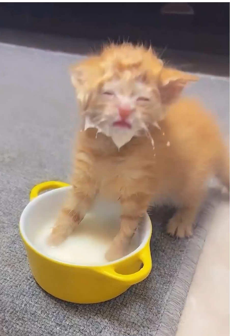 #cat #catsoftiktok #catlovers #cats #funnycats #catlover #funnycat #fyp 