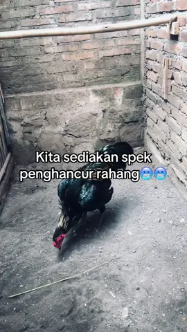 #fyp #ayambangkoksuper #pamaiq #fyppppppppppppppppppppppp #mangoniq 