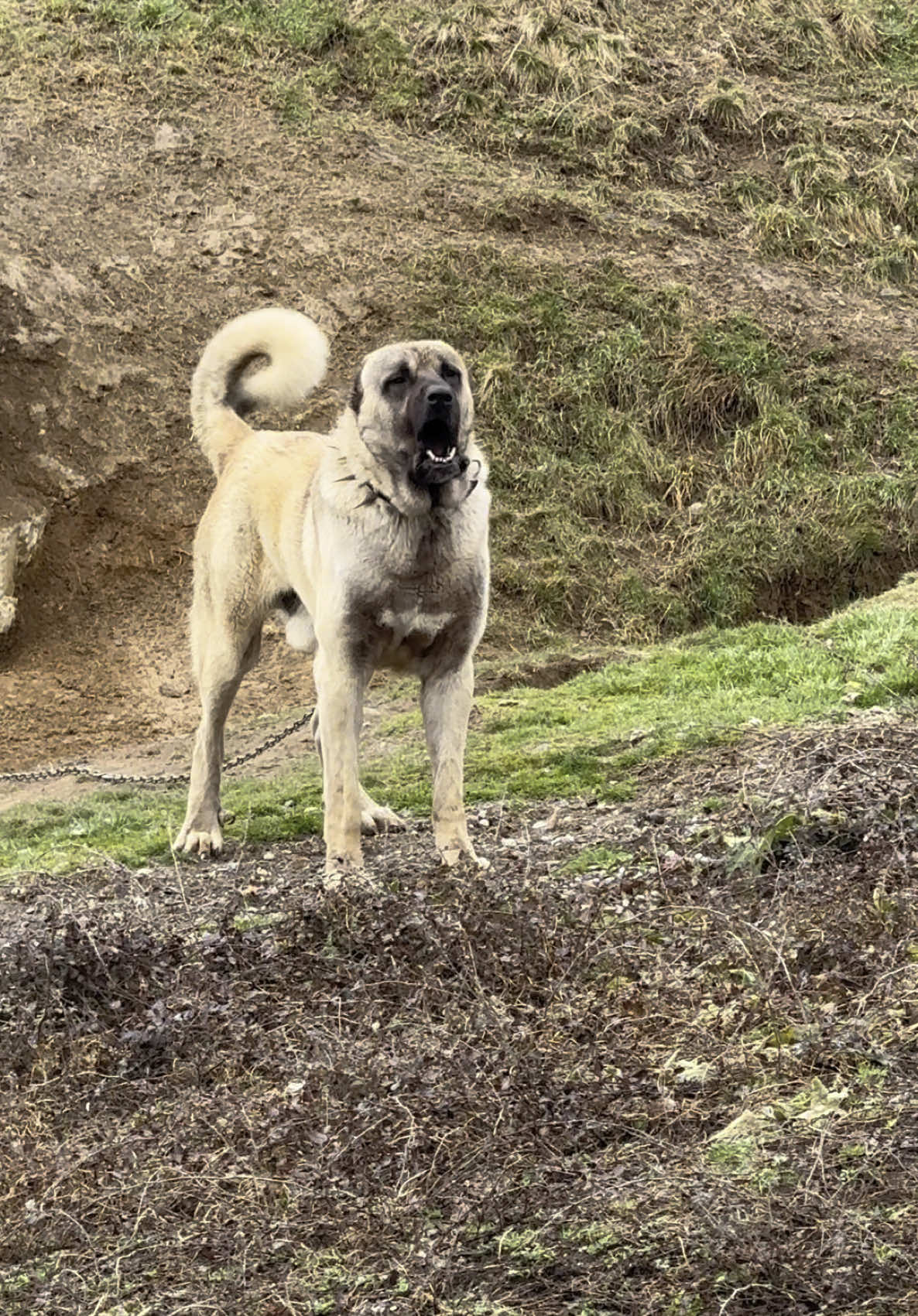 Dibra 4life🇦🇱🦅 Kasap🔪🔪#kangal 