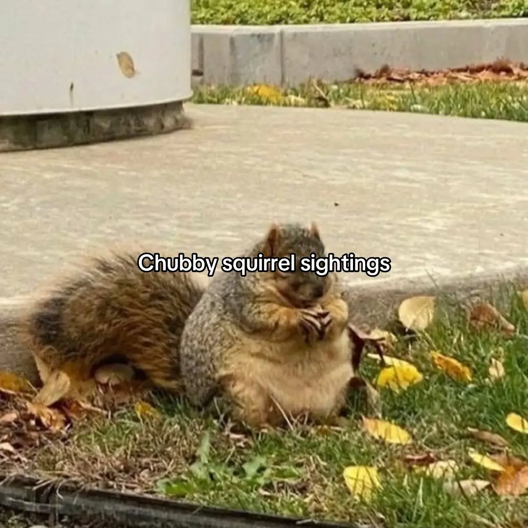 Chubby squirrel sightings