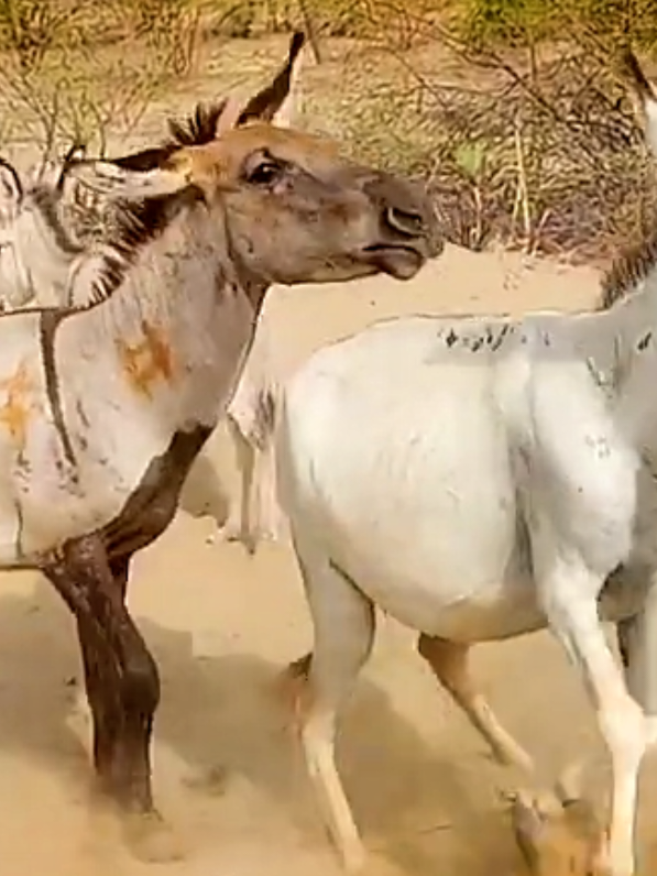#donkeys #fyp #viralvideo #trandingsound #donkeysmating #viral 