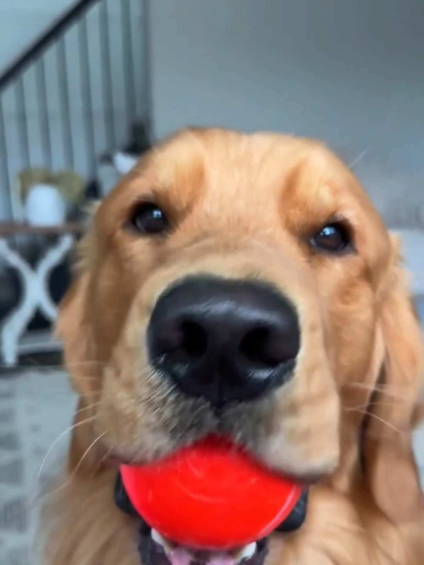 Ever seen a dog this excited? This smart ball keeps my pup entertained for hours—no effort needed! Who else needs this in their life? 🐶✨ Link in bio! #dogsoftiktok #happydog #doglovers #petlife #musthave #fyp #dogtoys #dogmom #dogdad #PetProducts