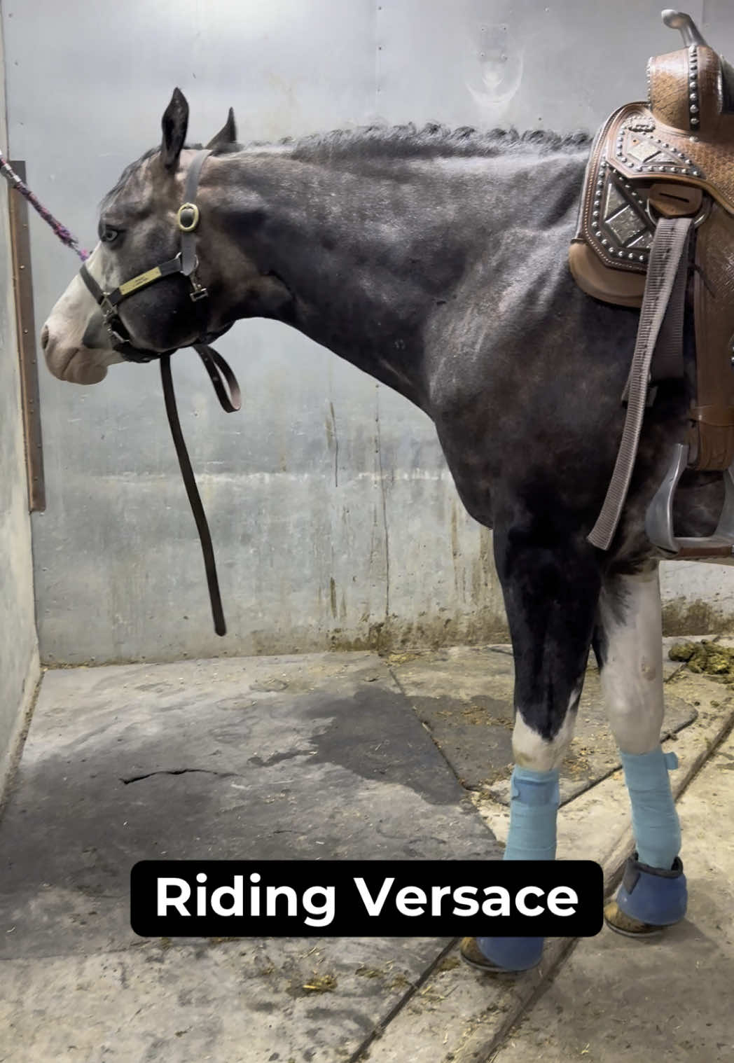 A little glimpse of working Versace #fyp #viral #horsesoftiktok #barnlifeisthebestlife #horsetok #farmlifeisthebestlife #farmlife #horse #quarterhorse 