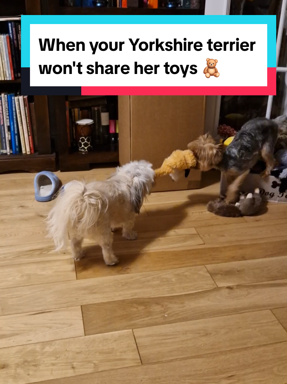 Elsie plays with Olives toys at her own house but won't let Olive play with her toys 🤦‍♀️ Yorkie double standards 😅 #yorkshireterriers #yorkiemummy #yorkiesoftiktok #yorkshire_terrier #yorkiemum #yorkiemom #yorkieterriers #yorkiesofficial #yorkiemommy #yorkshireterrierlove #dogtok 