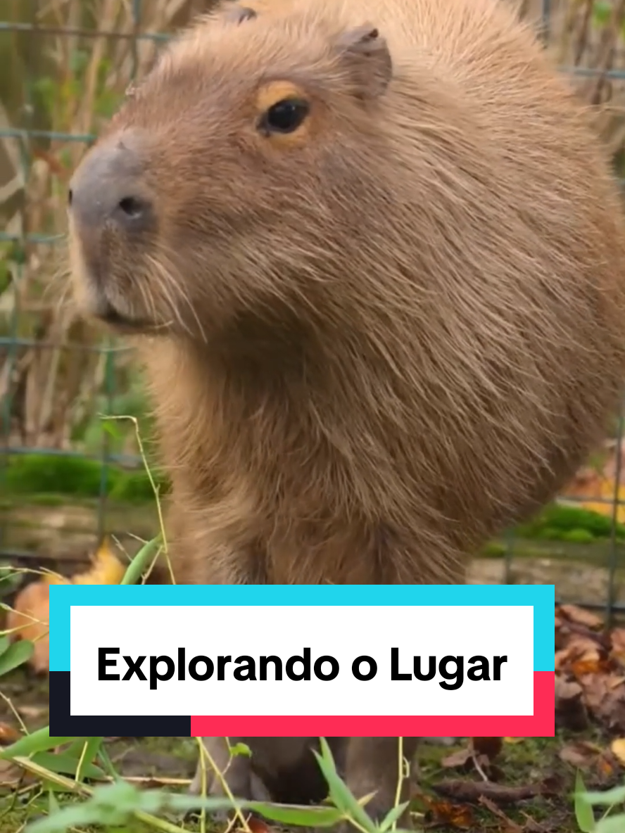 #capybara #capybaralovers #kapivara 