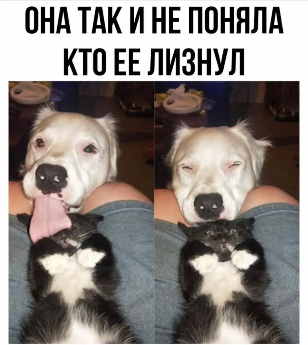 мили #kitty #recommendations #котики #dogs #рекомендации #cats 