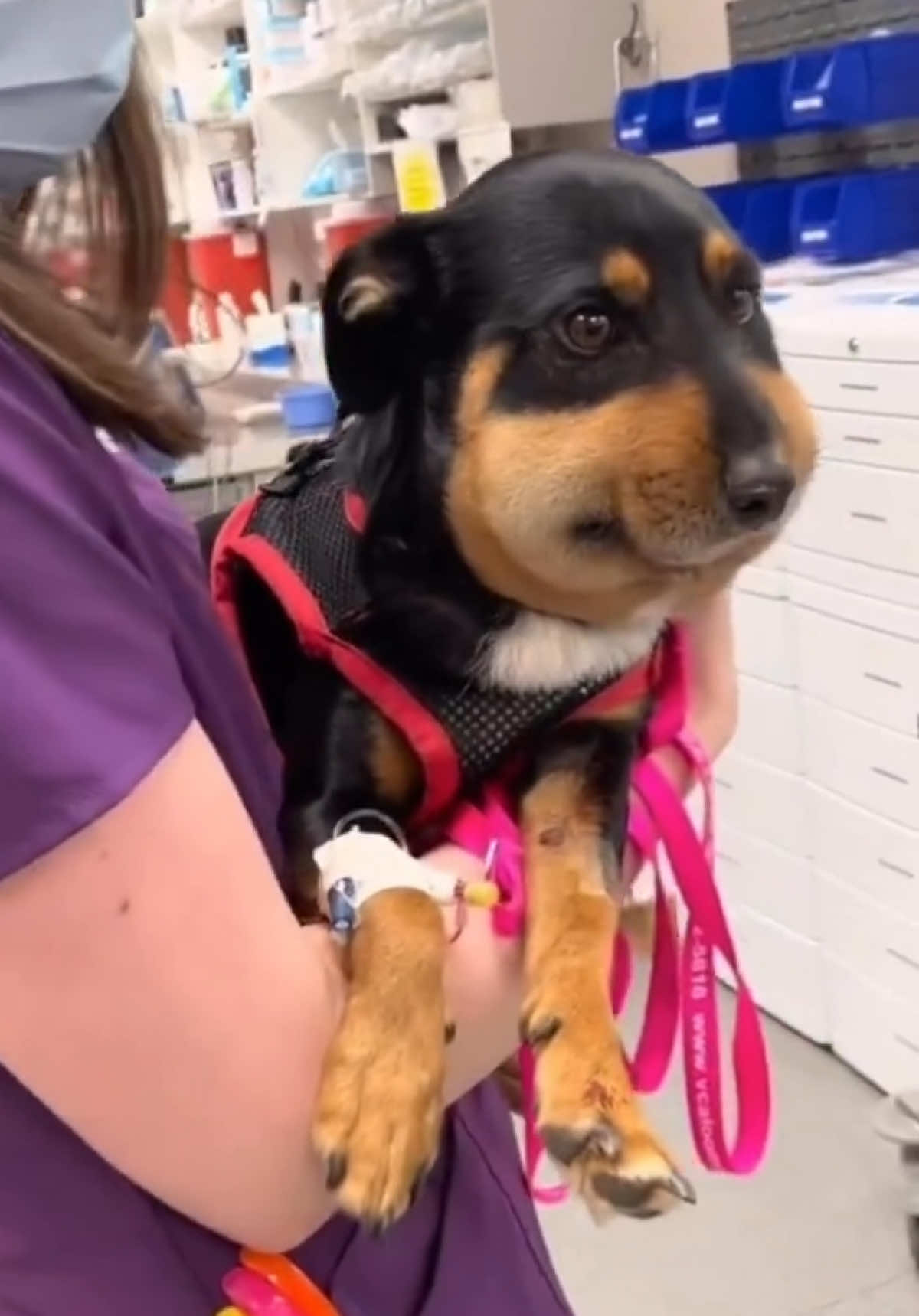 Poor puppy got stung by a bee 