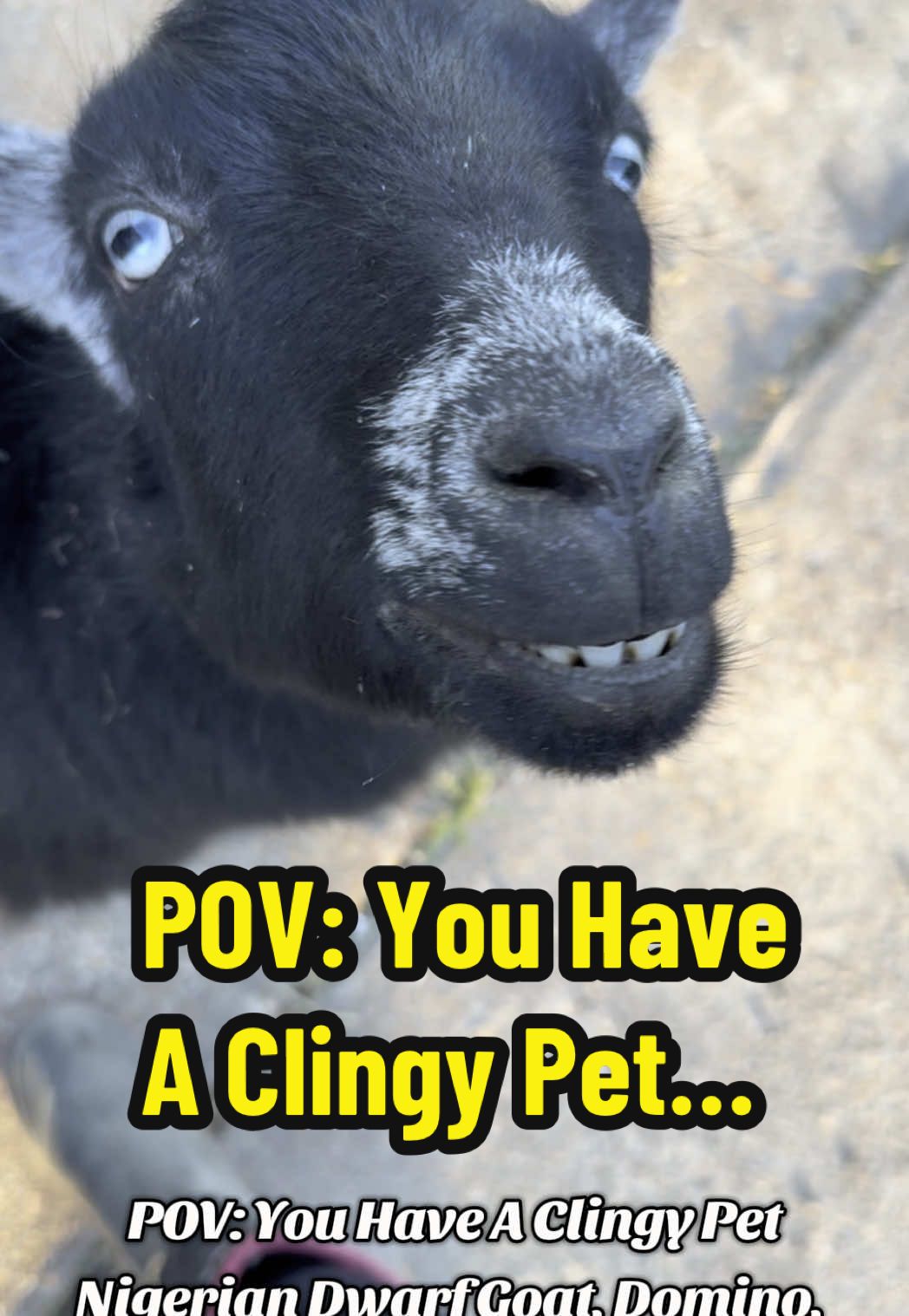 POV: You Have A Clingy Pet…Nigerian Dwarf Goat, Domino, Up Close And Personal #clingy #clingypet #shrek #donkey #goats #nigeriandwarfgoats #fyp #PetsOfTikTok #goatsoftiktok #funnypets #goat #petlovers #pets 