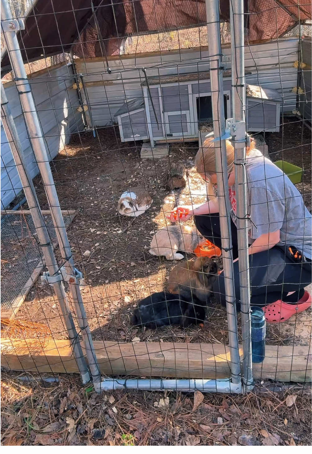 #homesteadchores #animalchores #homestead #chicks #rabbits 