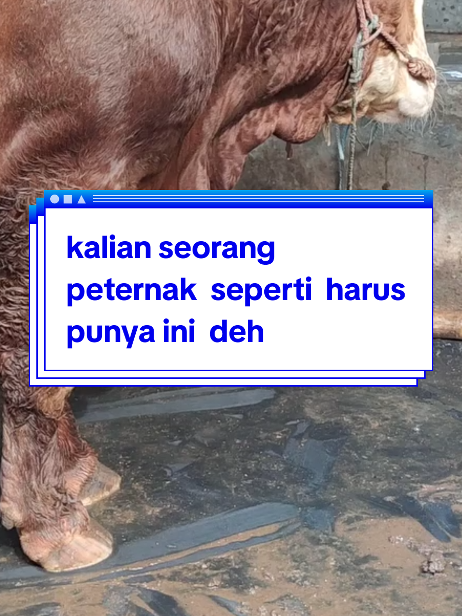 sebagai  peternak  kayak nya  harus punya  ini deh#kandang #ayam #ternak #sapi 