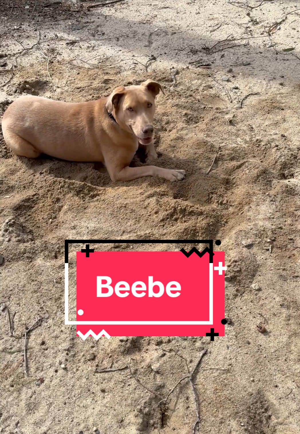 Beebe isn’t looking for a life of luxury, just a nice family that will take him along on adventures.  This 2.5-year-old Lab loves belly rubs and naps in the sun. Check out his bio on the “Adoptable Dogs” page of our website and submit an adoption application (if you haven’t already) if he sounds like a good fit!  Reminder: You do NOT need to own your own home, live in a single family home, or have a yard or fence to adopt or foster with us! Residents of Massachusetts can foster with us and residents of #Massachusetts #NewHampshire #RhodeIsland #Connecticut & #Vermont can adopt with us! If your state is not listed, please check out your local shelters and rescues! #fosterdog #rescuedog #adoptable #adopt #rescue #foster #thisandthat #calmlife #sillydog #sand #beach #labrador #lab 