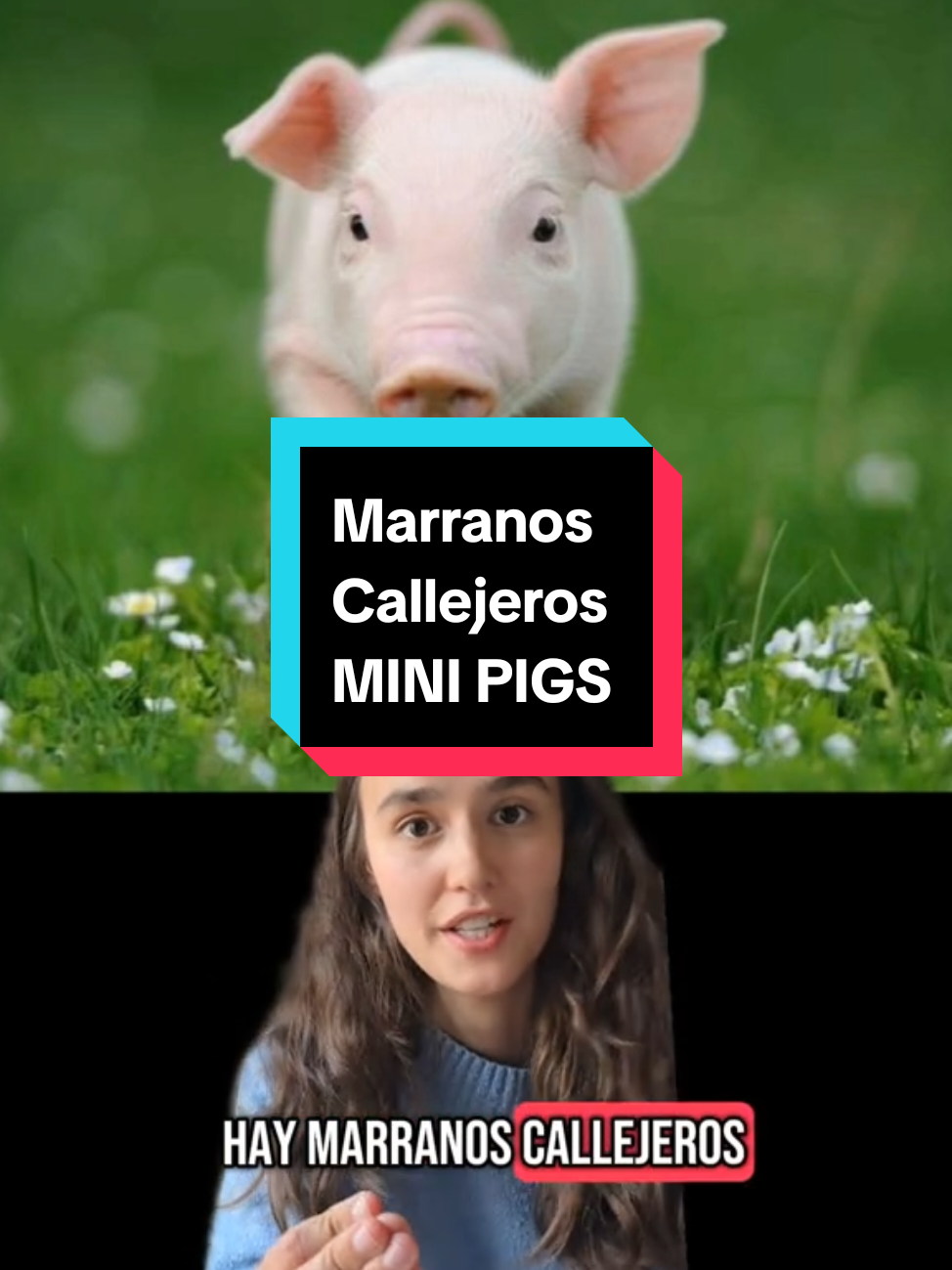 Marranos callejeros en Pereira. Alguien adoptelos!! Esta historia da para una película de Disney. ¿Me la compran?? #fyp #parati #humor #noticiascolombia #colombia #humorcolombia #minipigspereira #minipigs #marranos #marranoscallejeros #perroscallejeros #adoptanocompres #chisme #noticias #chiste #storytime #peliculasdedisney #moda #modagomela #gomelosbogota #modasdelcolegio 