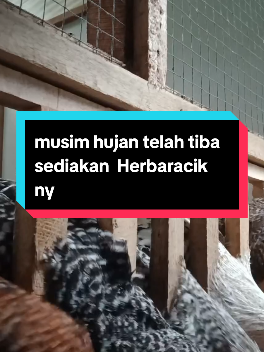 obat ayam yg bagus#ternak #ayam #kandang 