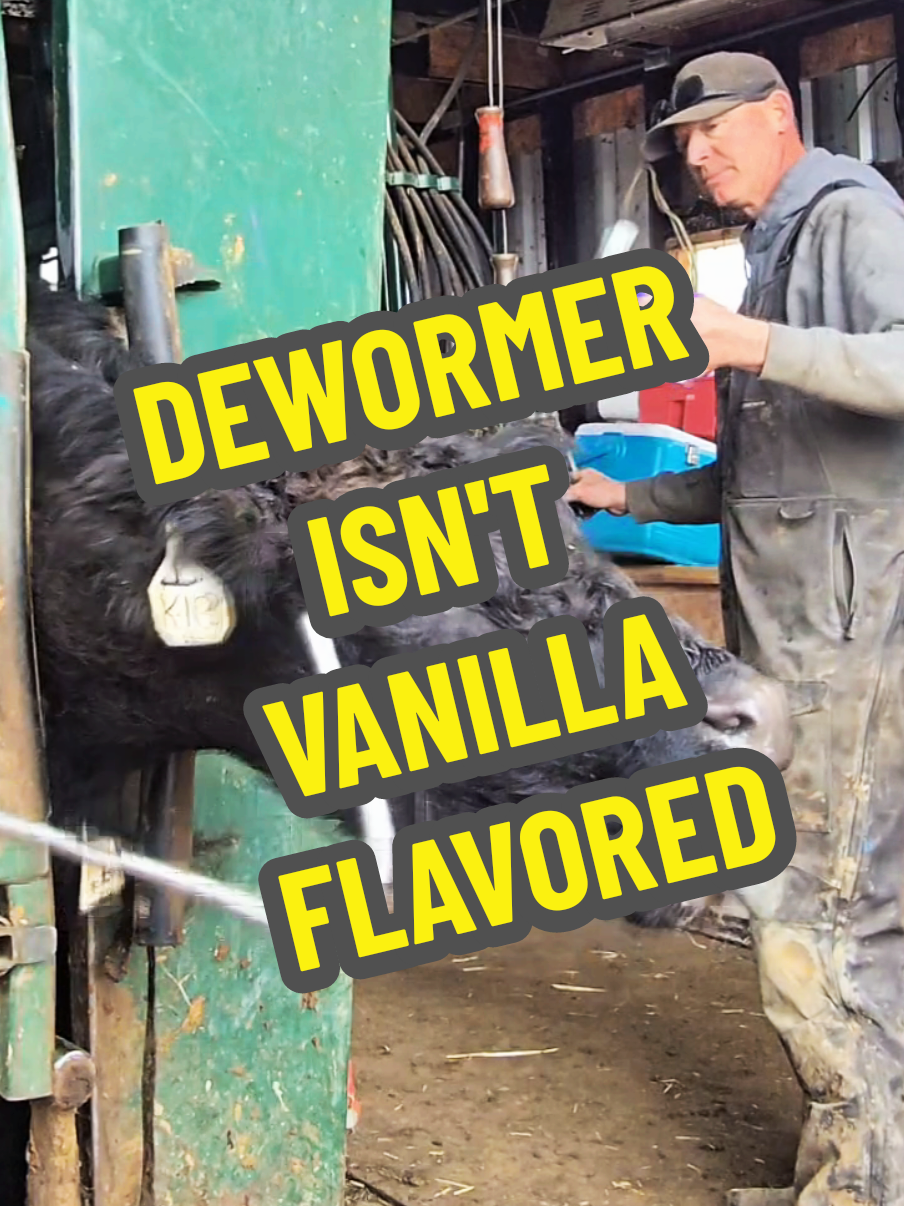 Cow dewormer doesn't have the vanilla taste you would think. #healthy #cow #farmlife #animallover 