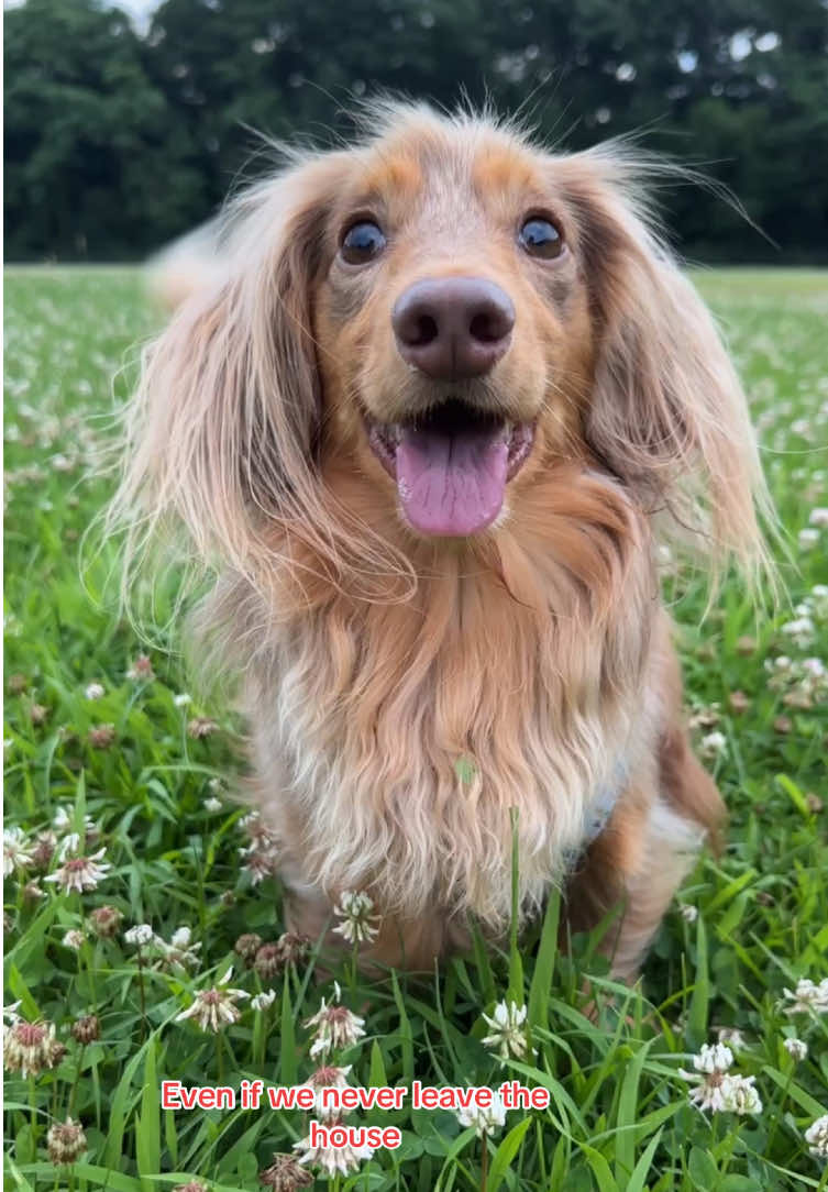 Roswell can’t help being beautiful, but he can help keep those pesky fleas and ticks away with @Seresto! 👏 #anythingforpets #petsmart