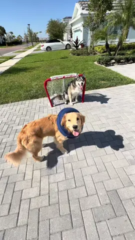 We always make do 🙌🏼  shoutout to @BAUER Hockey for sending us some new gloves 🏒 #dogsoftiktok #dogs #hockey #hockeytok #dog #goldenretriever 