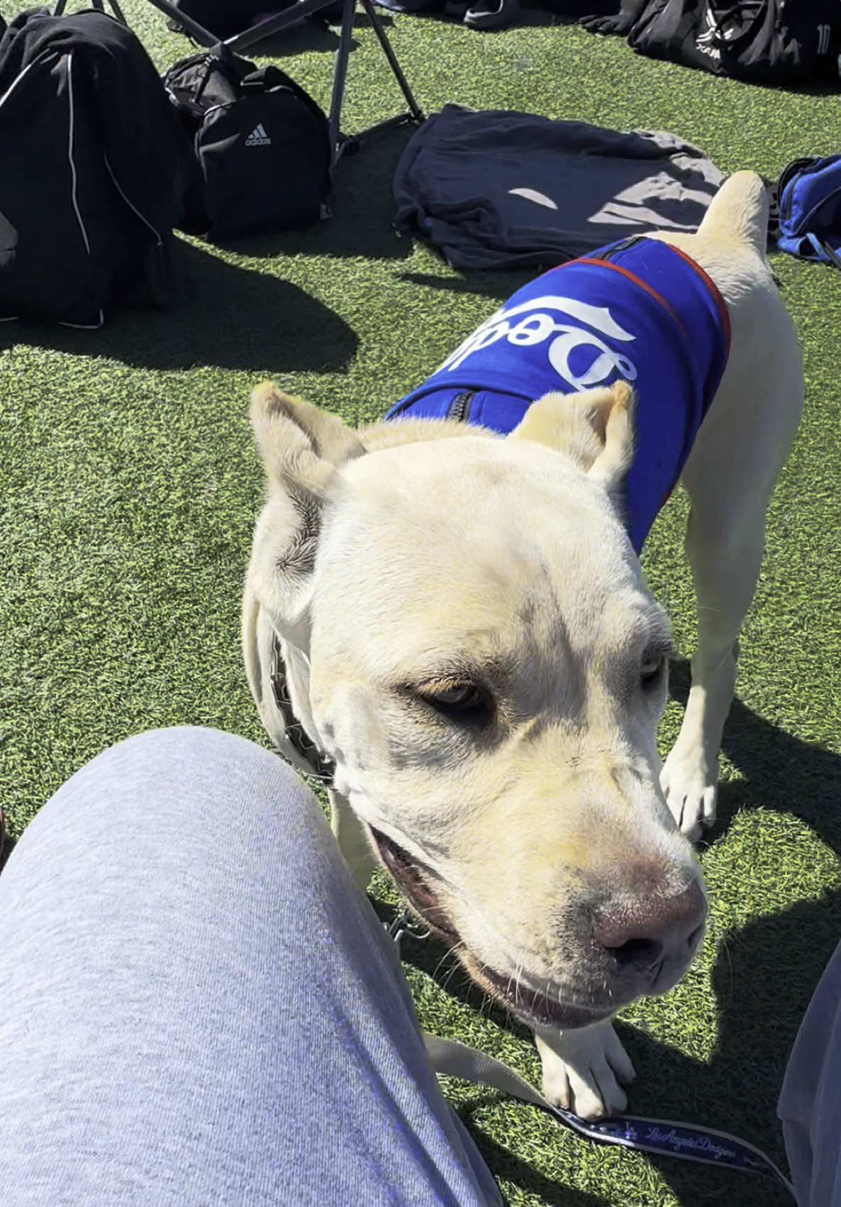 Little bitty pup is #growing bye the day. Baby show time #canecorso #canecorsopuppy #puppytiktok #dodgersbaseball #fyp 