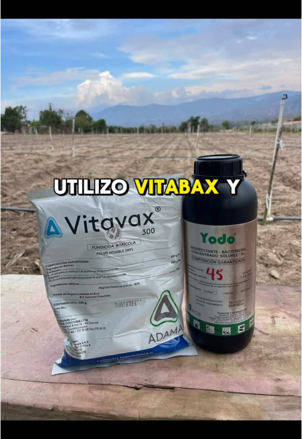 Control de algunos hongos y bacterias en la tierra ( vitavax y yodo)  #agricultura #agro #campoproductivo #agriculture #pimenton #cultivos #vira #fyp #viral_video 