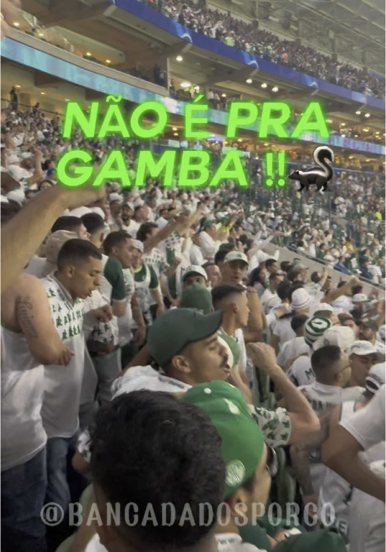 Libertadores não é pra Gambas  #Palmeiras #Manchaverde #AvantiPalestra #Porco #Futebol #Brasil #Libertadores  