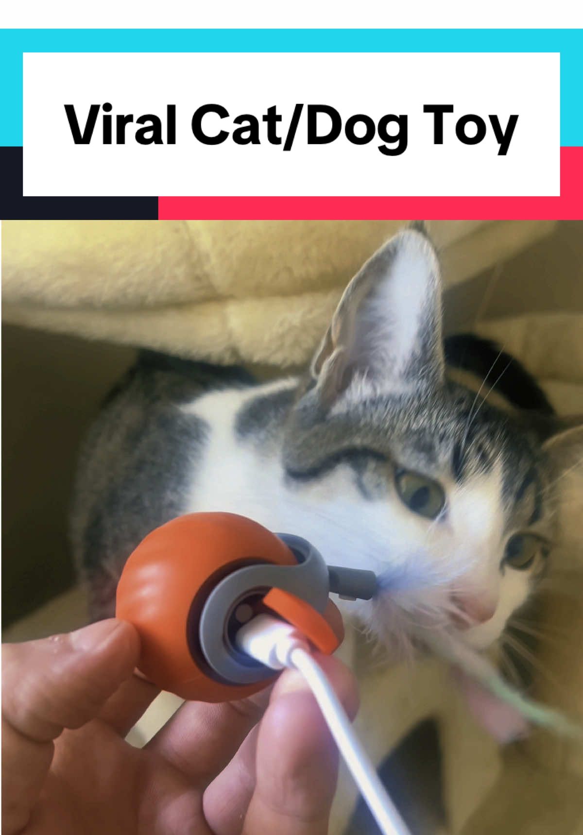 Replying to @Petgravity US Dog tested and approved ✅🐈😻🐶 #springtok #dogtoy #catsoftiktok #dogsoftiktok 