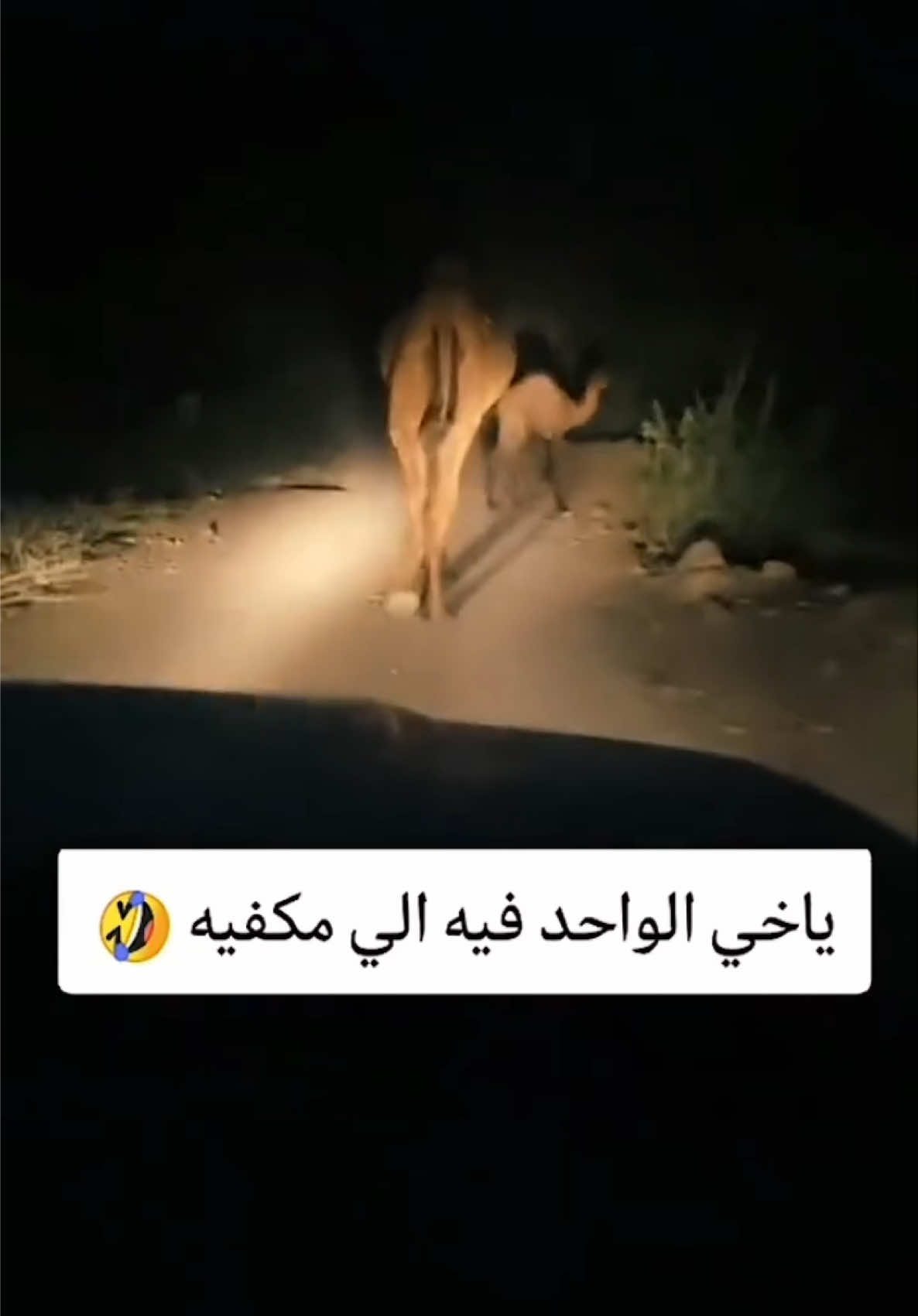 اخلاق الناقه خربانه 😂 #Ramadan2025  