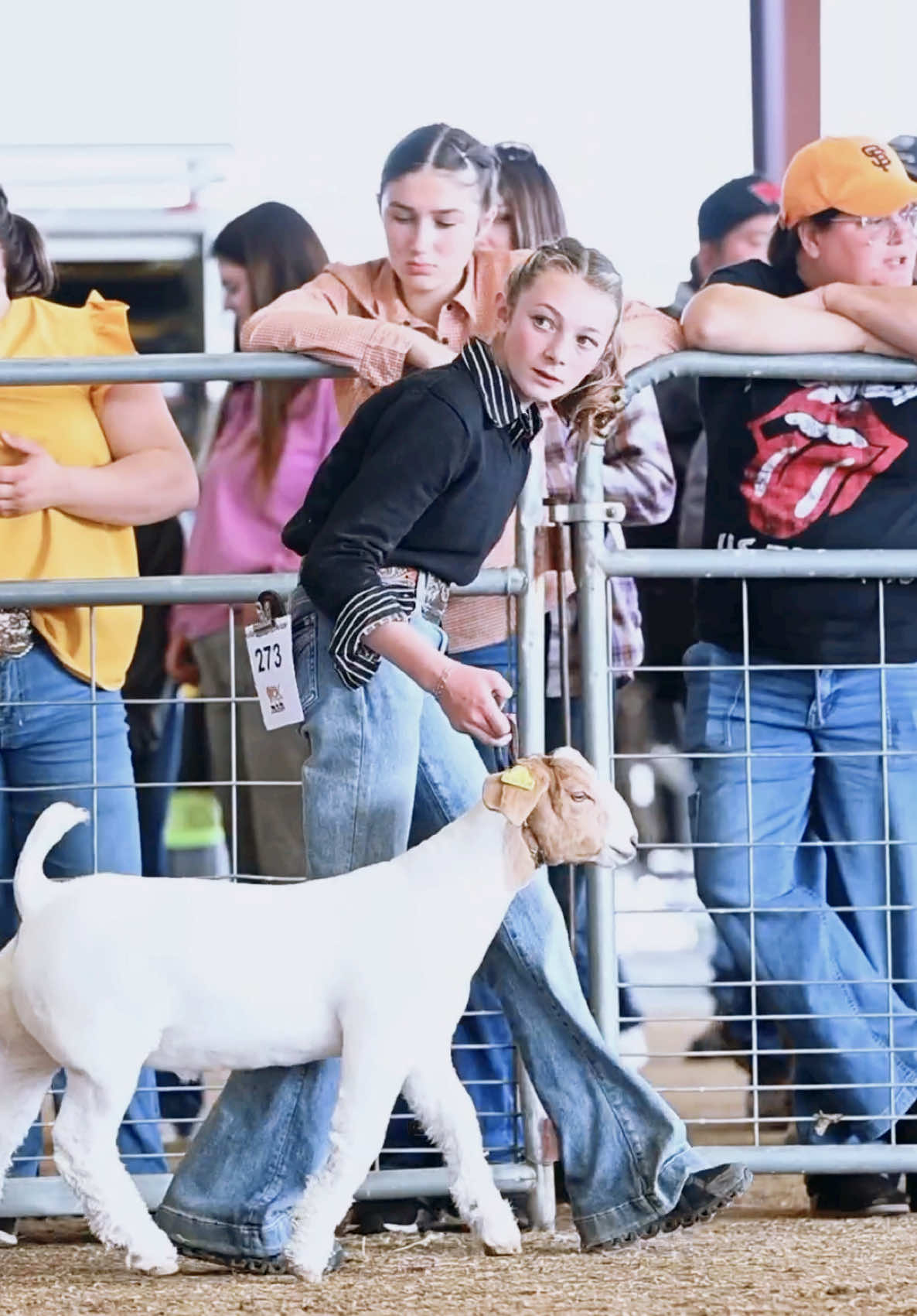 McNugget walks through the door 😮‍💨 #livestocklife #girlintheblackshirt #champion #fledderjohannshowgoats #munugget #showgoatlife #livestock #showstock 