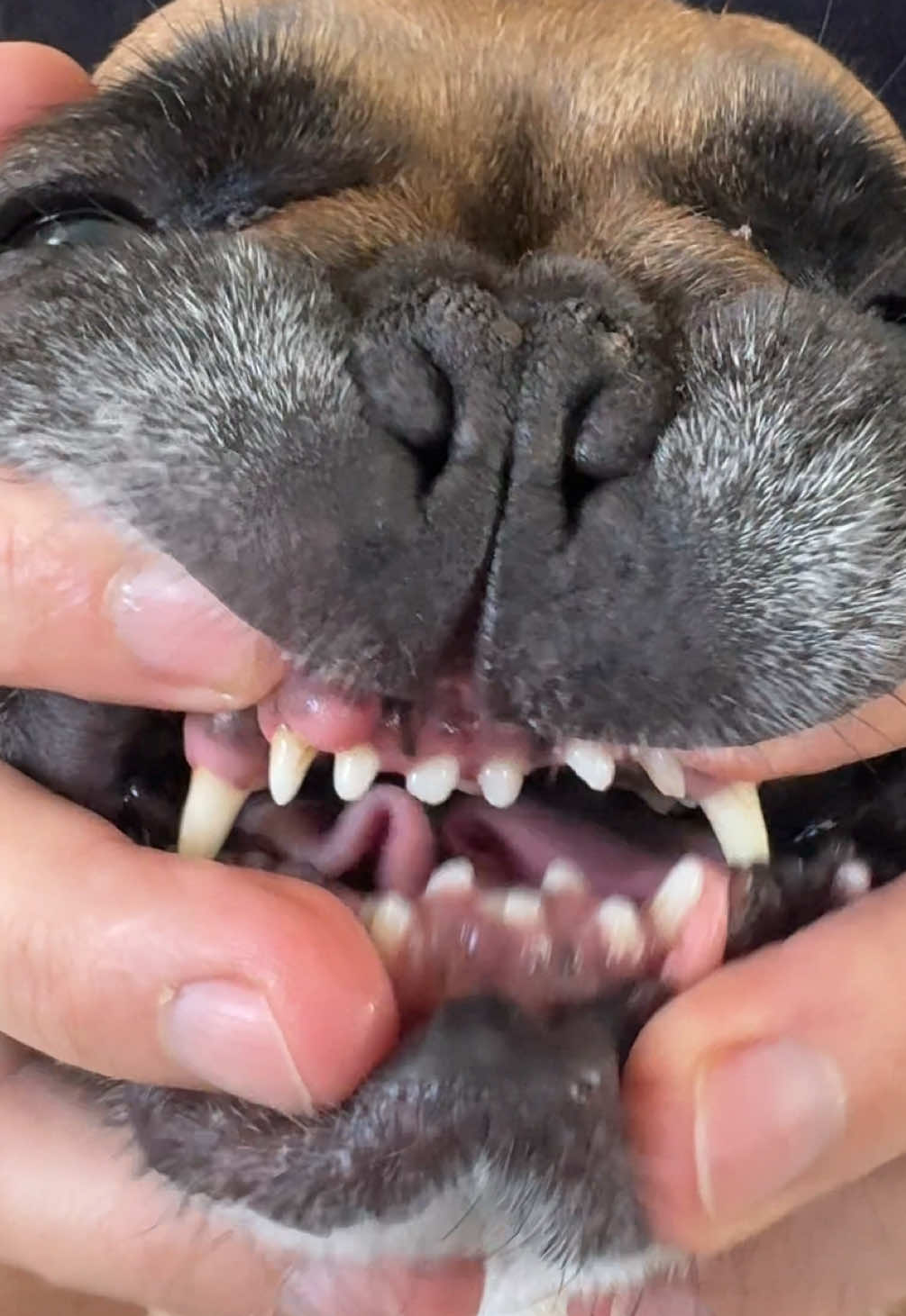 Replying to @Candis Potato’s teefs 🥰 #frenchie #dogsoftiktok 