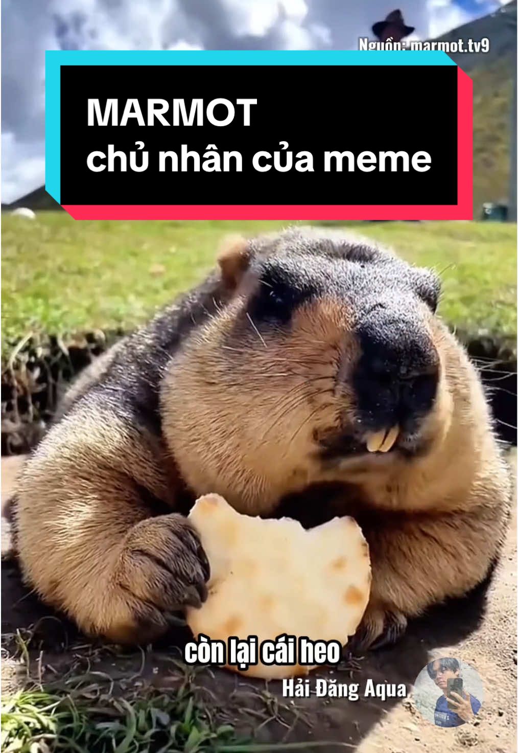 Còn đâu cái meme ngày nào.  #hải_đăng_aqua #haidangaqua #marmota #marmot #cuteanimals #sóc 