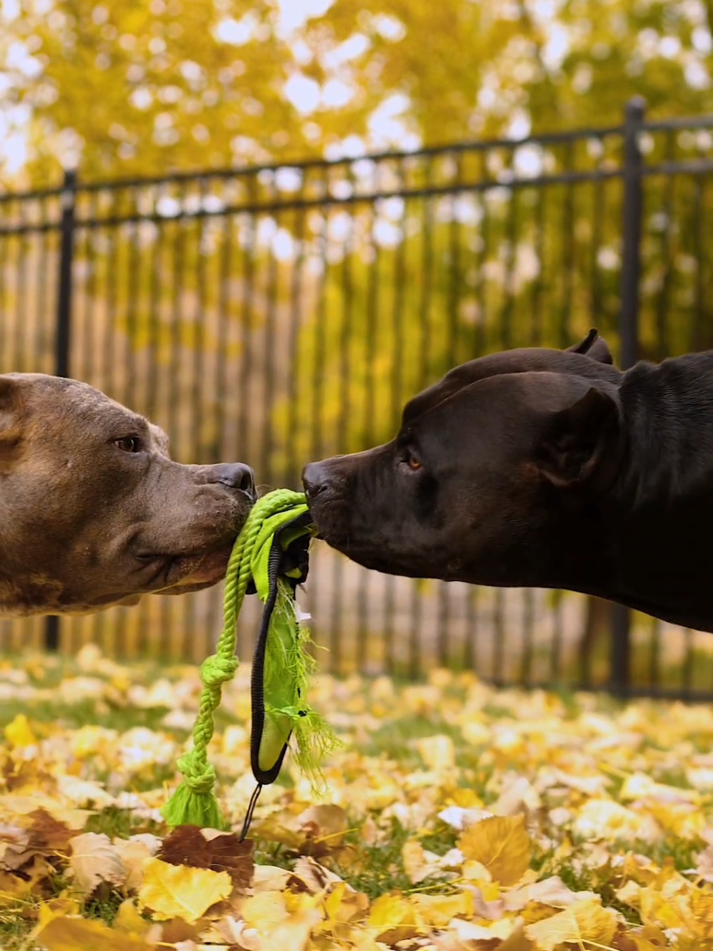 Tug of rope 😍🐾🐾🍂🍁🍂 . #merle_mansion_bullies #puppy #puppies #pitbull #pitbulls #xxlpitbull #xlpitbull #minneapolis #minnesota #xlamericanbully #americanbullies #americanbully #xlbullies #xlamericanbully #xlbully 