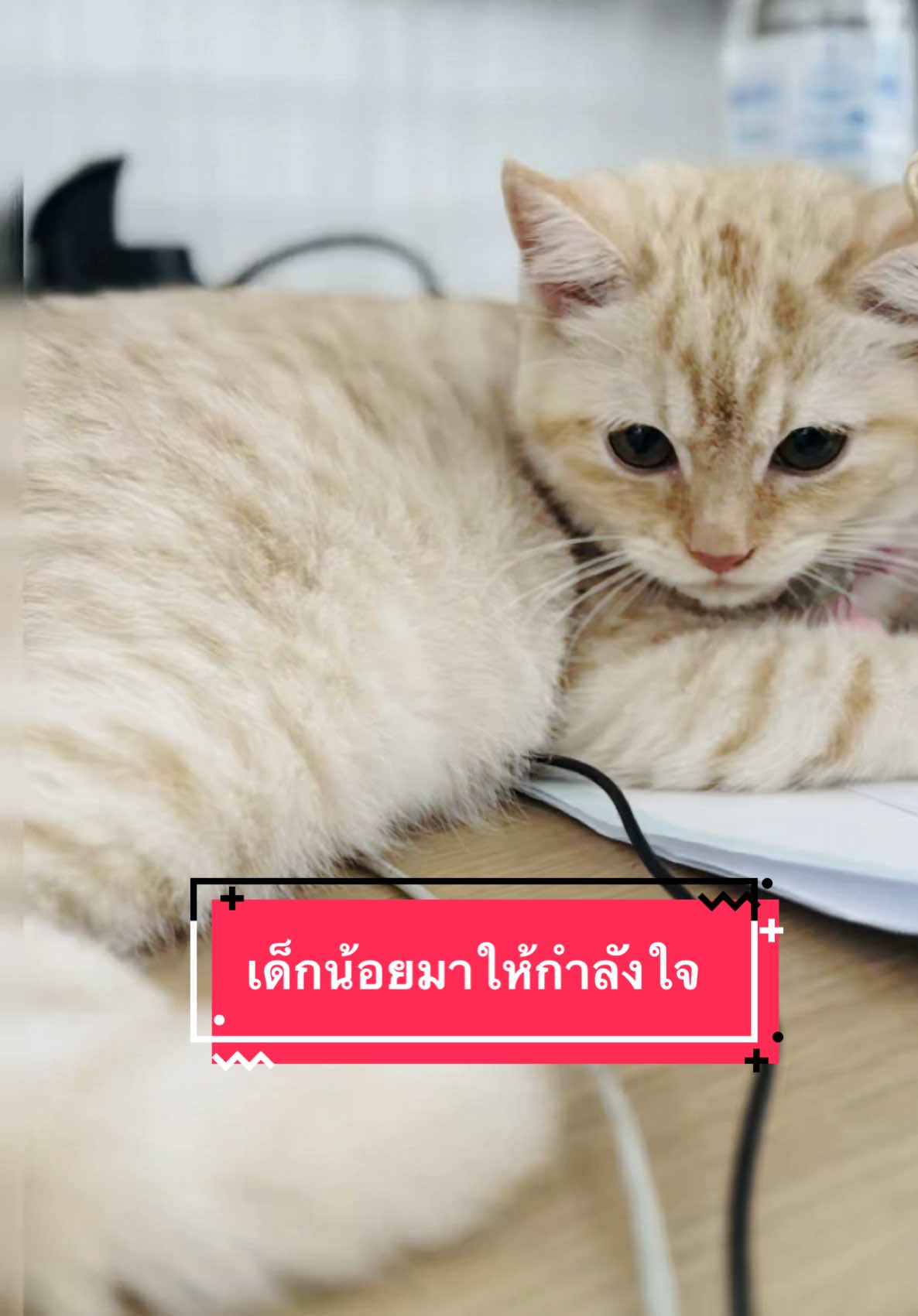 เด็กน้อยมานั่งให้กำลังใจปะป๋าทำงาน #cuteanimals #cute #แมว #cat 