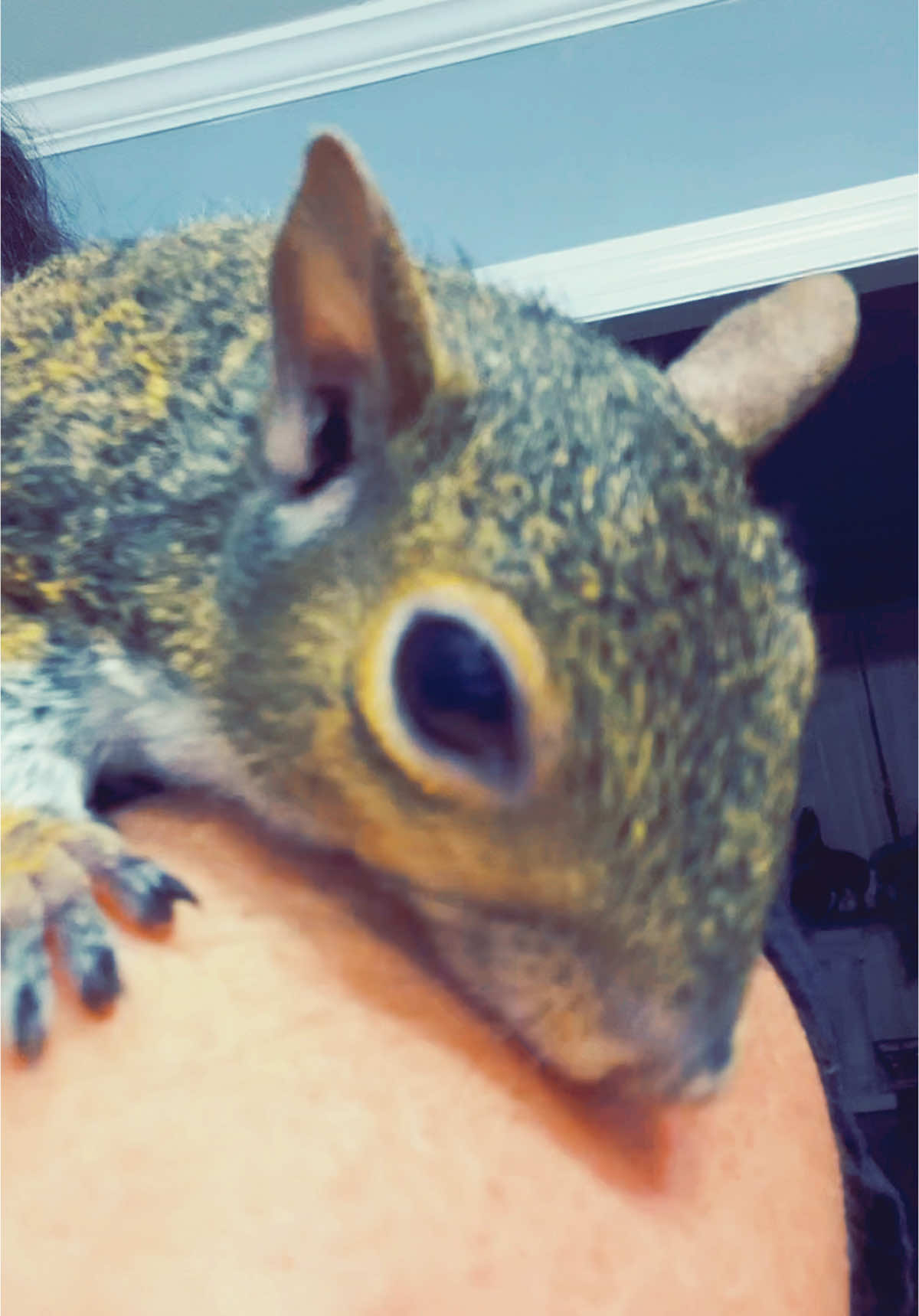 #fyp #menace #squirrel #rehabber Shitheade will fu@K it all up…. 