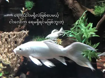 ရေက ငါးမရှိလဲဖြစ်ပေမယ့် ငါးလေးက ရေမရှိရင်မဖြစ်ဘူးတဲ့ #foryou #lyrics #fyp #tiktok #livephoto 