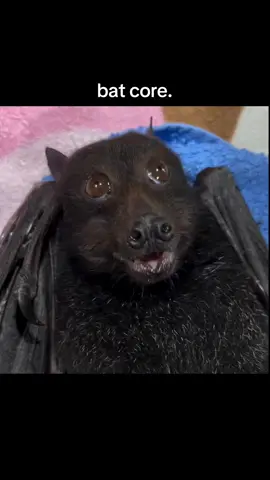 bat core #bat #core #fup 