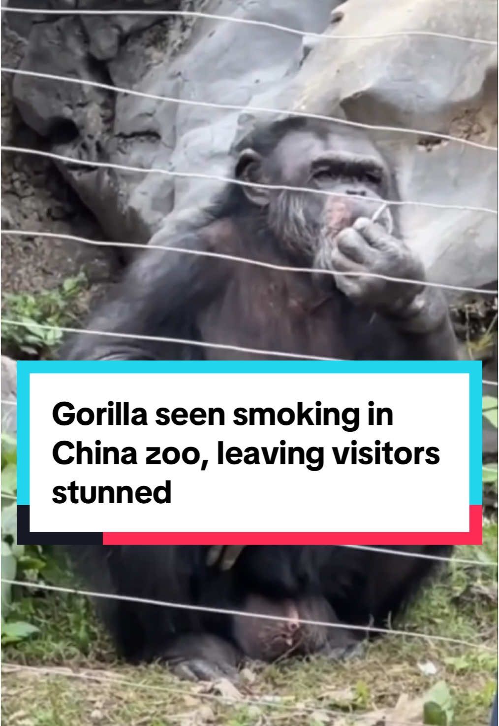 The zoo plans to tighten enforcement and urge visitors to act responsibly to protect the animals. #mustsharenews #fypsg #gorilla #china 