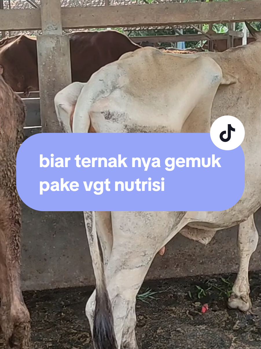 biar ternak  sapi gemuk pake vgt nutrisi  nya#ternak #kandang #sapi 