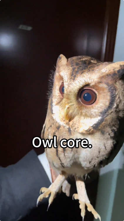 Owl core😂🤣#owl #owlhouse #owls #owlsoftiktok #owllove #parrot 