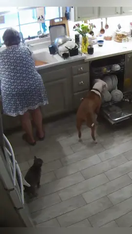 Dog under surveillance.#dog #funnydog #funny #funnyvideo #funnyvideos #funnytiktok #foryou #dogsoftiktok #tiktokdogs 