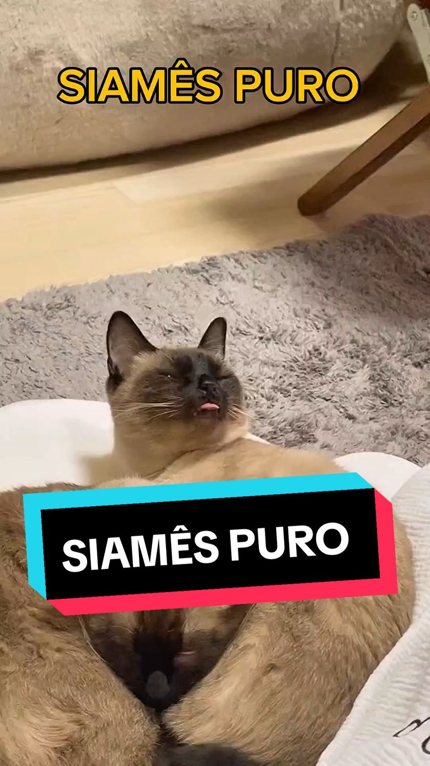 gatos viralatas #siamese #siames #gatos #pets #curiosidades 