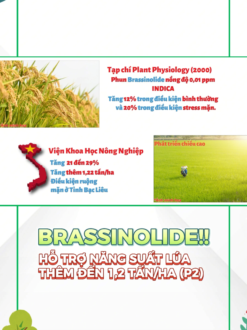 Brassinolide - Cách tăng thêm đến 1,2 tấn lúa/ha mùa hạn mặn!!! #caylua #nongnghiep #lamdong #nongdan #phanbon #caytrong #lamnong 