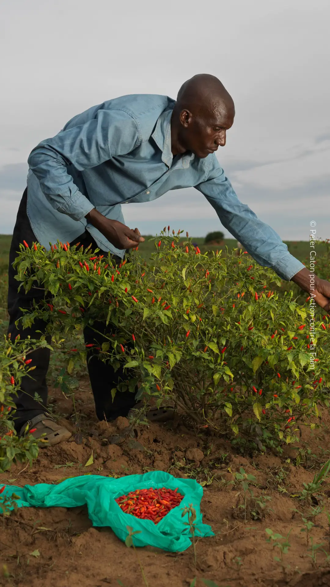 En Ouganda, près de 1,7 million de réfugié·e·s vivent dans le pays, . Pour aider les nombreuses familles qui souffrent de la faim, nos équipes ont trouvé une solution résiliente : la culture du piment 🌶 Cette activité génératrice de revenus est un espoir pour de nombreux·ses agriculteur·rice·s ✅  #ong #humanitaire #solidaire #Ouganda #résilience #solidarité