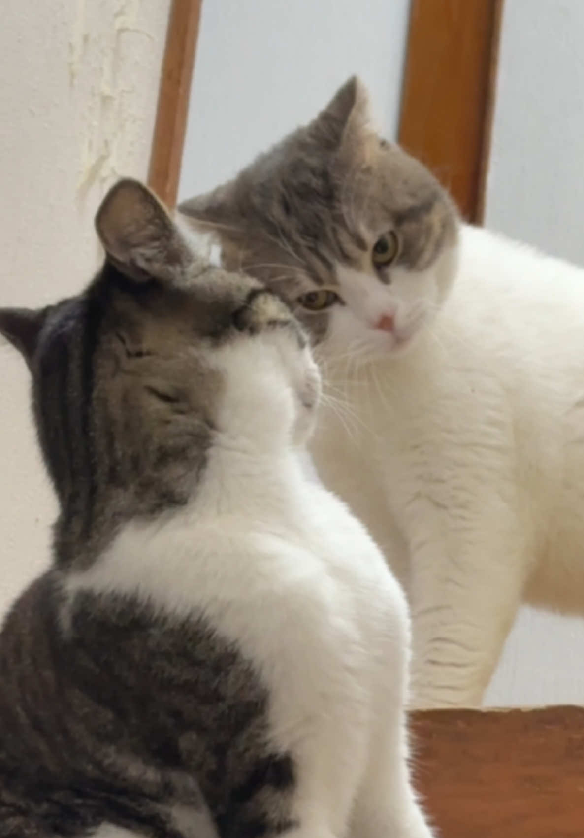 めちゃくちゃトーマスに睨んでるモイモイ🤣🤣やんのかステップじゃなくてやんのか顔やな🤣🤣#猫 #猫のいる暮らし #猫可愛い #ねこ #cats #meo #猫ミーム #猫好きさんと繋がりたい #動物 #白キジ #スコティッシュ #ミックス 