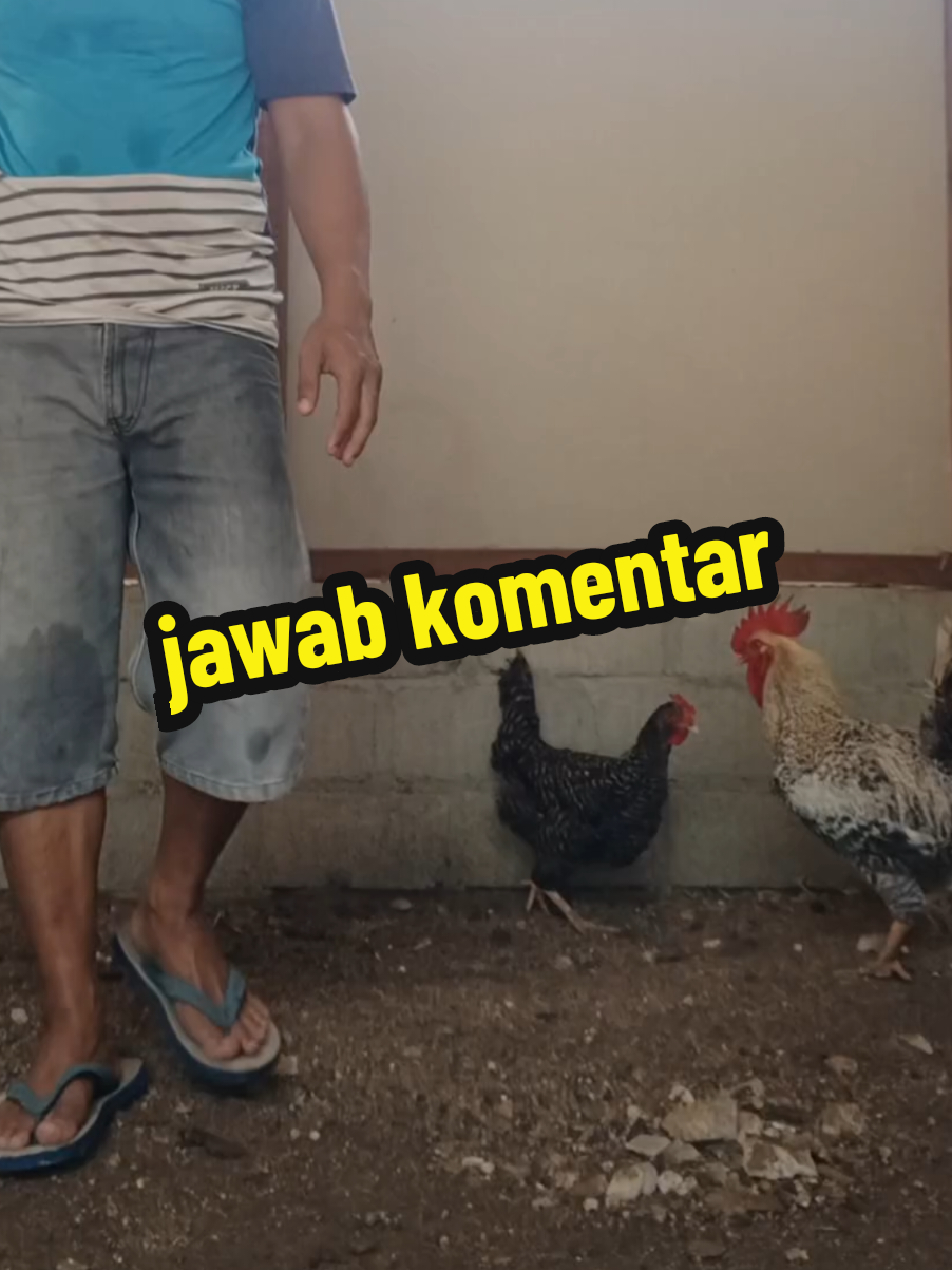 Membalas @andi.ishak.ishak jawab komentar #kandang #ternak #ayam 