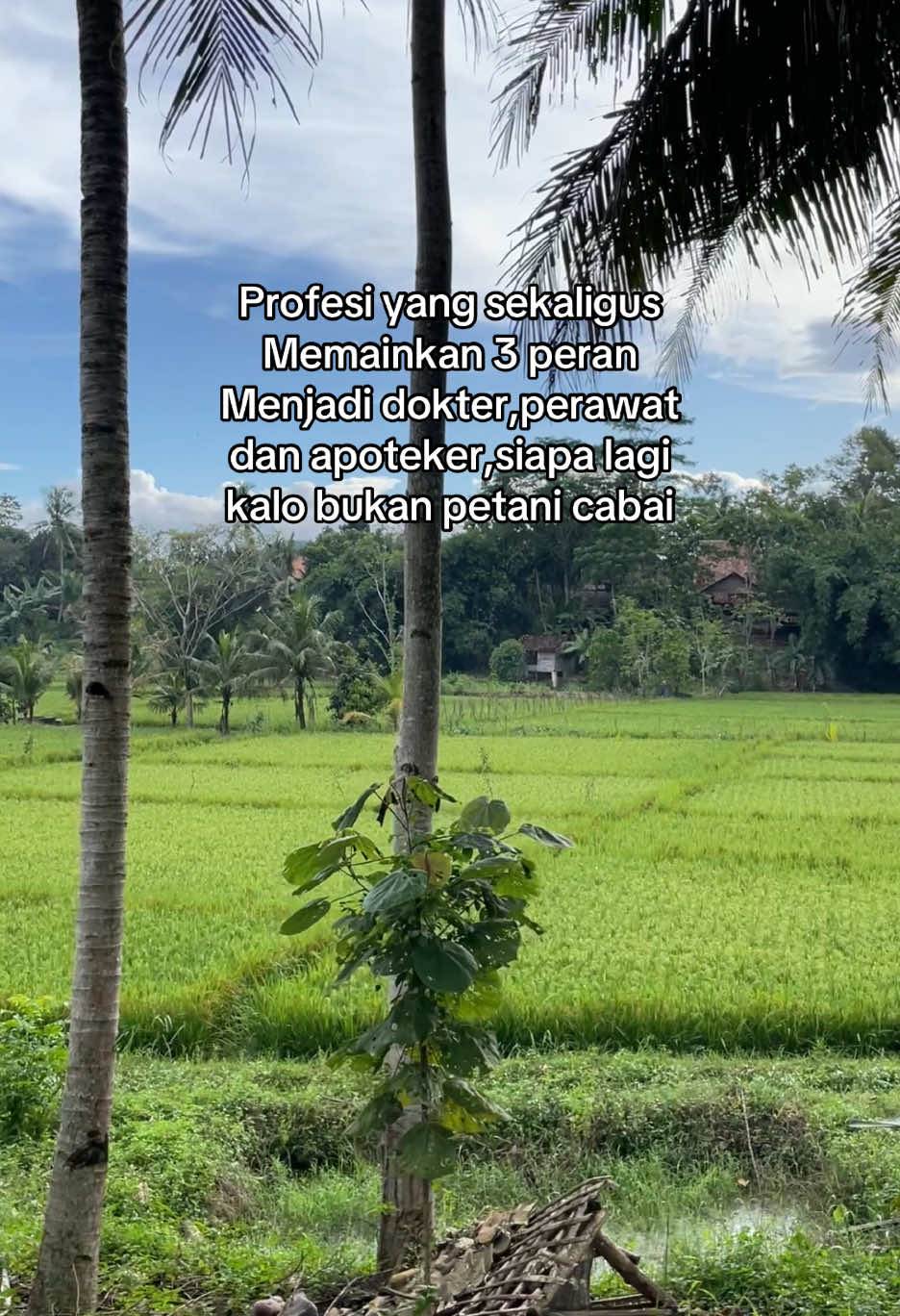 Dokter mendiagnosa suatu penyakit dengan tepat, Perawat merawat dengan telaten dan profesional, Apoteker memberi obat sesuai anjuran dosis. #petanicabai #petanimaju #cabairawitori212 #penyakitbule #fusarium 