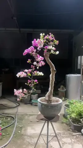 Bonsai hoa giấy Hồng gân dáng văn nhân #hoagiay #bonsai #honggan #vannhan #xuhuong 
