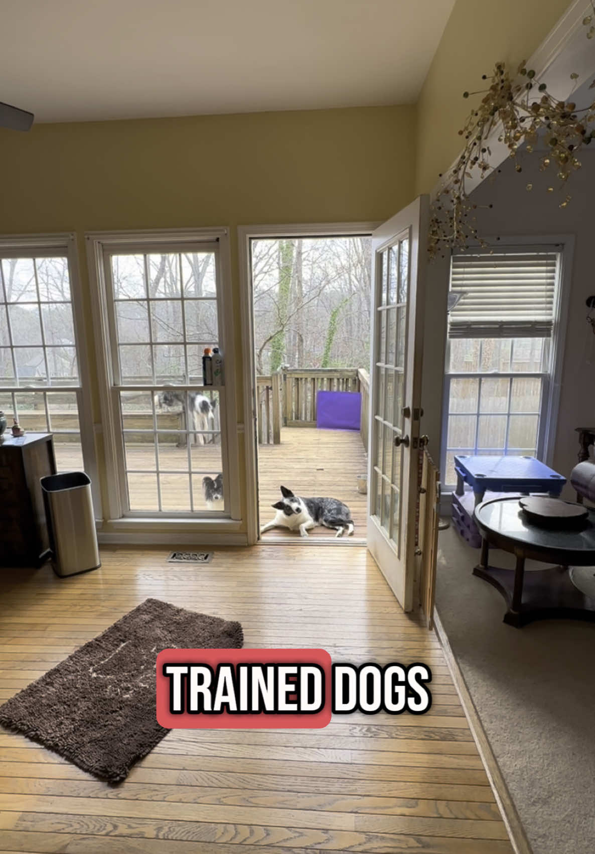 #trainyourdogs #dogs #qettra3 #gooddogs #dogtrainer #pet #foryoupage 