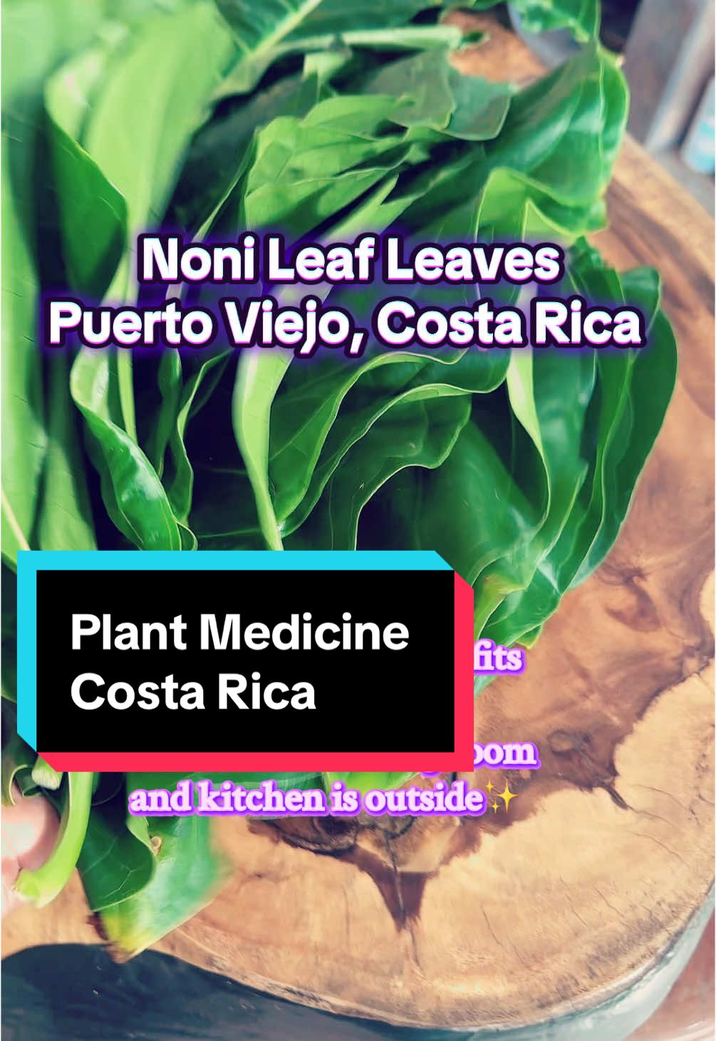 Discover the incredible healing benefits of Noni Leaf in the lush paradise of Puerto Viejo, Costa Rica! 🌿✨ From boosting your immune system to promoting radiant skin, reducing inflammation, aiding digestion, and providing natural pain relief, this powerful plant is a true gift from nature.   Side note: Our living room and kitchen are outside, because why not embrace the beauty of outdoor living? 🌞🍃   Benefits of Noni Leaf:   ✅ Immune System Support   ✅ Skin Health   ✅ Anti-Inflammatory   ✅ Digestive Health   ✅ Pain Relief   Ready to dive deeper into natural wellness? Follow us on IG @MoeTivate_Your_Womb for more inspiration and tips! 💚🌺 #NoniLeaf #NaturalHealing #CostaRicaVibes #OutdoorLiving 