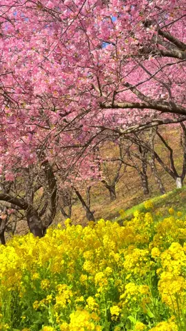 神奈川県松田町の西平畑公園の河津桜と菜の花 📲2025/2/28 Kawazu Zakura cherry blossoms and canola flowers in Nishi Hirahatake park at Matsuda town #japan #桜 #cherryblossom #花 #flowers 